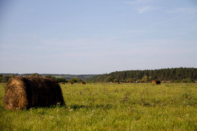 R_4204.jpg
