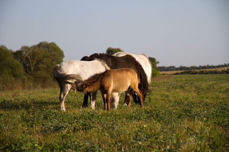 R_4324.jpg