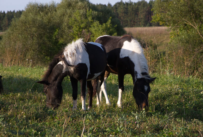 R_4388.jpg