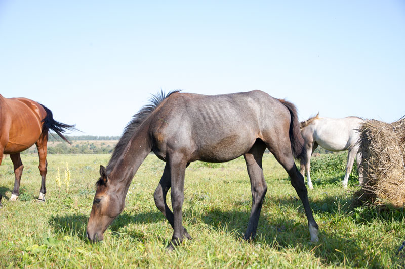 R_4454.jpg