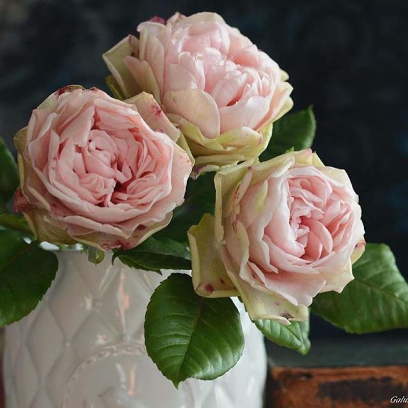 realistic-porcelain-flowers-olesya-galushcenko-vinegret-9.jpg