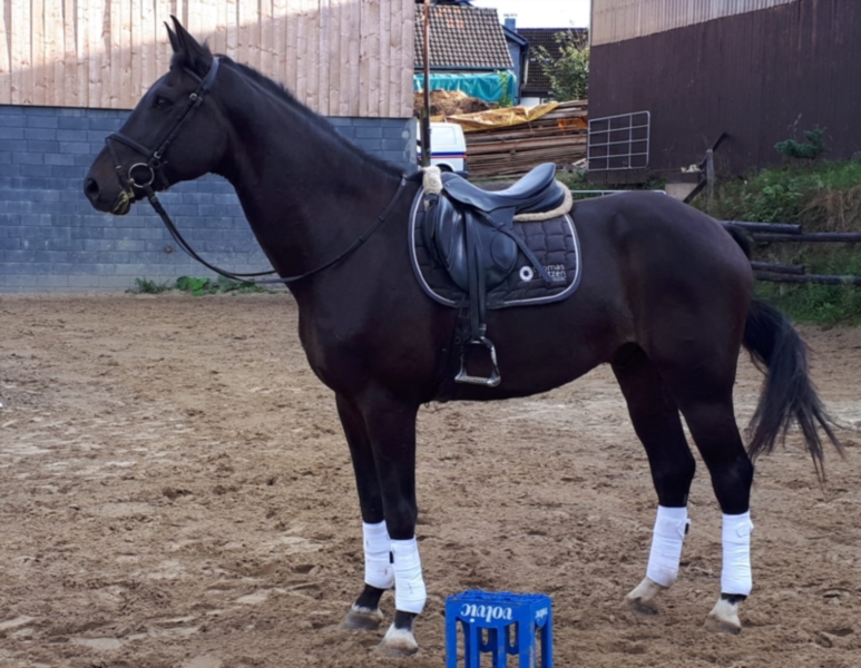 rheinlaender-wallach-8jahre-173-cm-schwarzbrauner-dressurpferd-lindlar-2161076_1.jpg