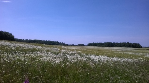 Ромашки.jpg