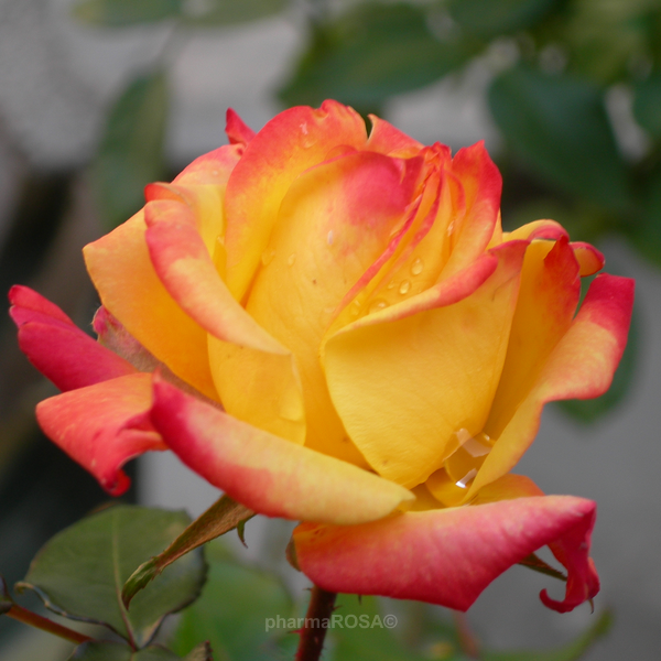 rosa-piccadilly-rouge-jaune-rosiers-hybrides-de-the-02-047-standard-1.png