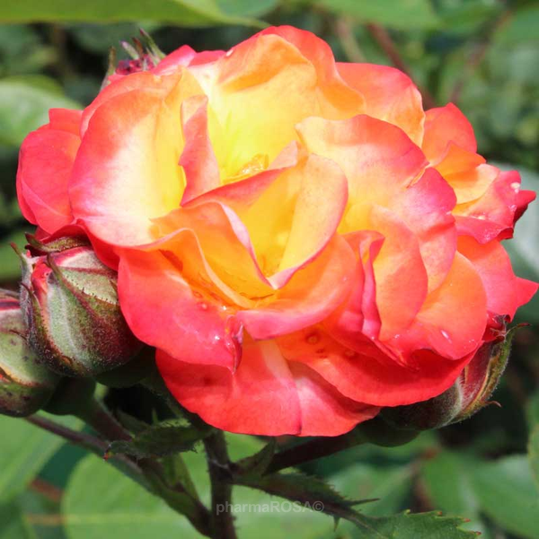 rosa-rumba-rouge-jaune-rosiers-floribunda-05-036-standard-1.png