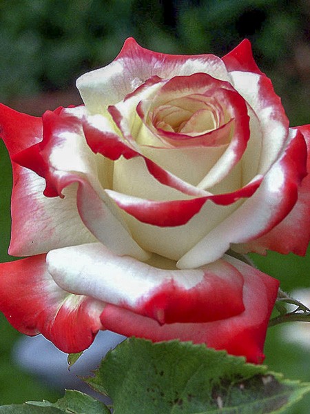 rosier-moderne-imperatrice-farah-.jpg