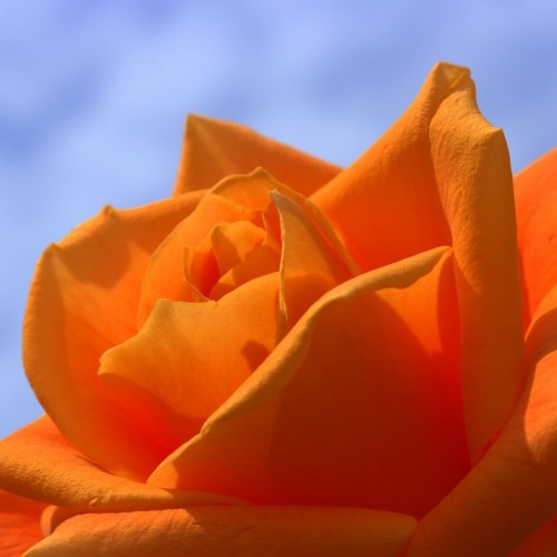 rosier-orange-sensation.jpg