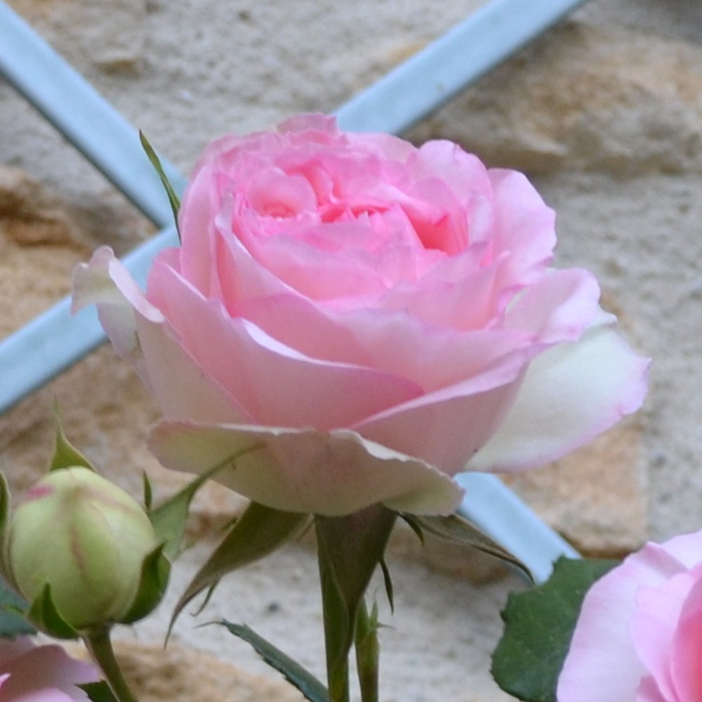 Rosier-Pierre-de-Ronsard-Rose-Blanche-et-Rose-Grandes-Fleurs.jpg