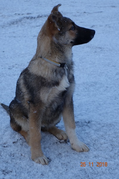 Руна 2.jpg