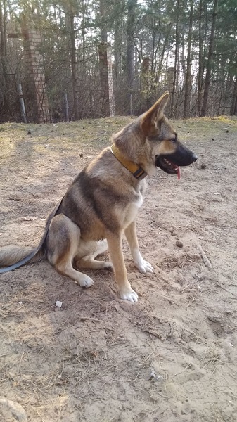 Руна.jpg