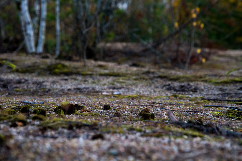 S_2953.jpg