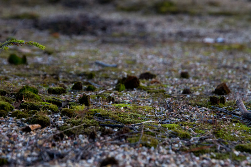 S_2954.jpg
