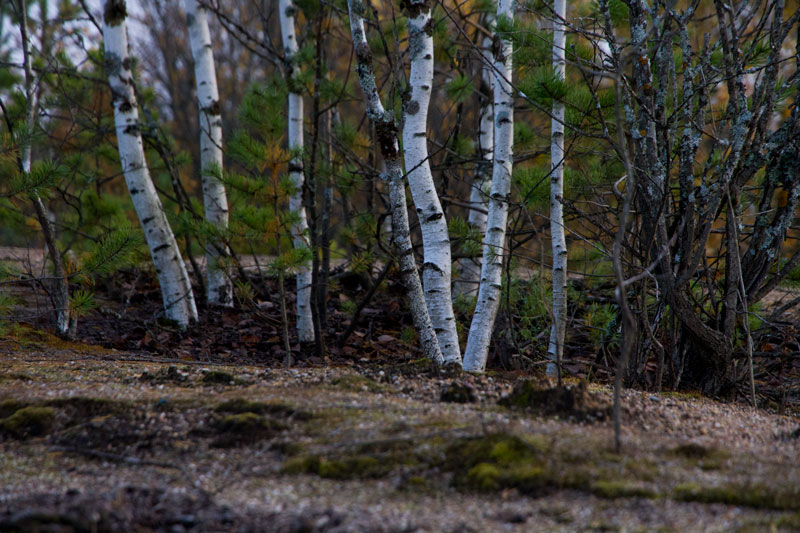S_2955.jpg