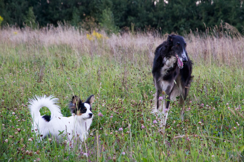 S_9462.jpg