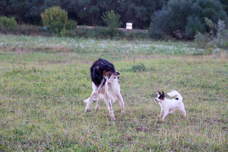 S_9529.jpg