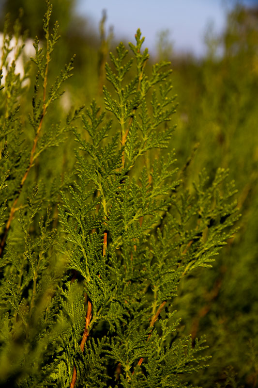 S_9567.jpg