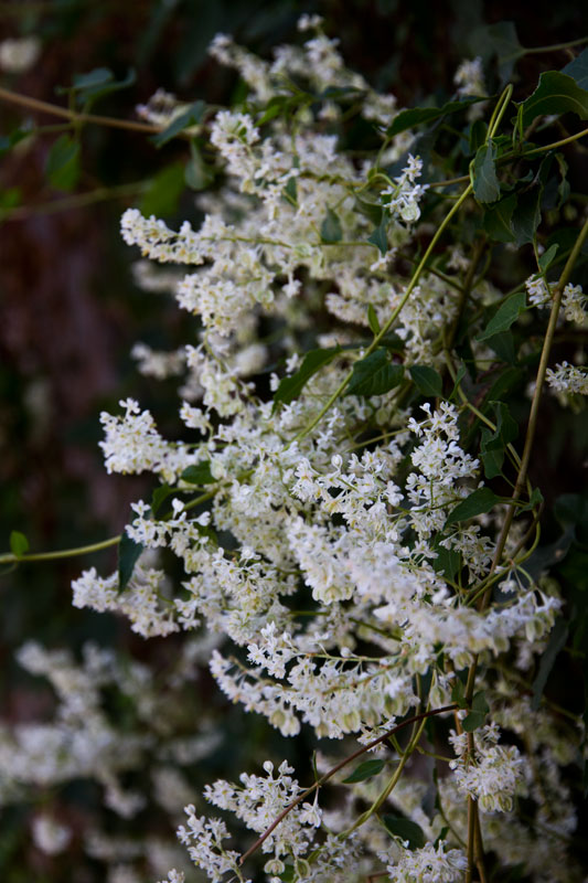 S_9568.jpg