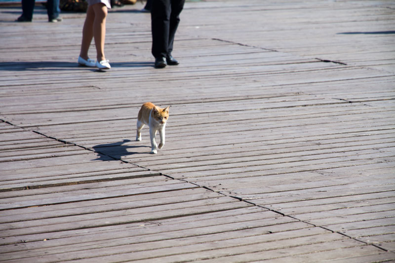 S_9899.jpg