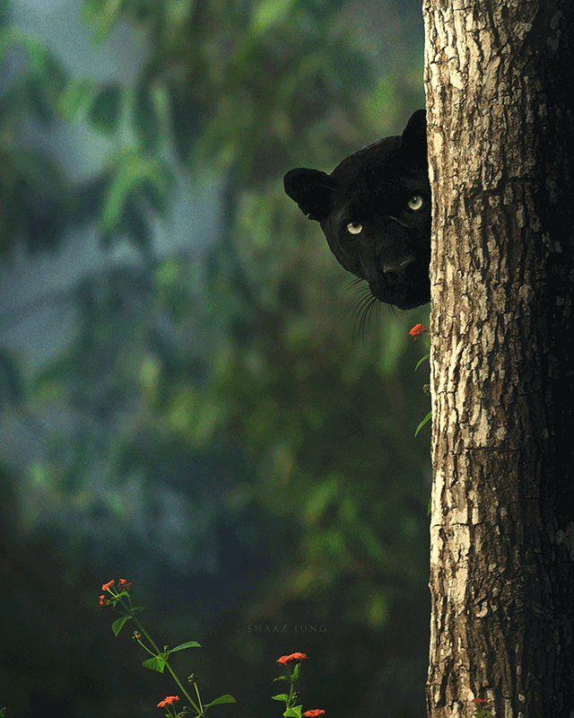 saaz_jung_wildlife_photography_The-Jungle-is-Watching.jpg