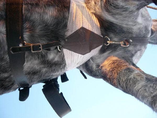saddle.jpg