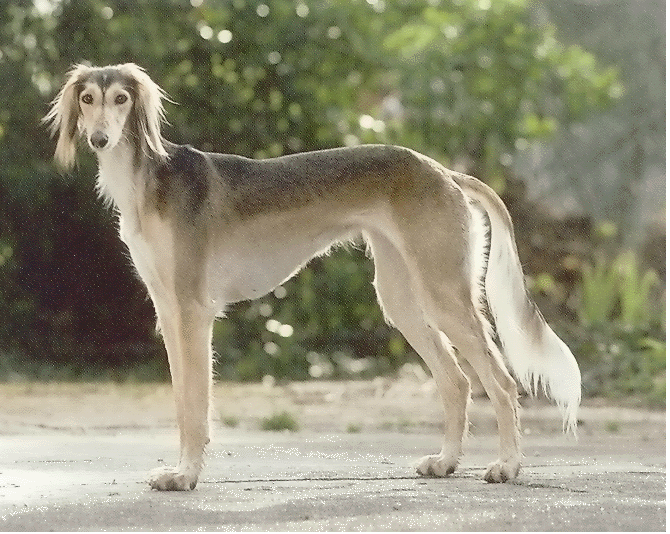 saluki6.png