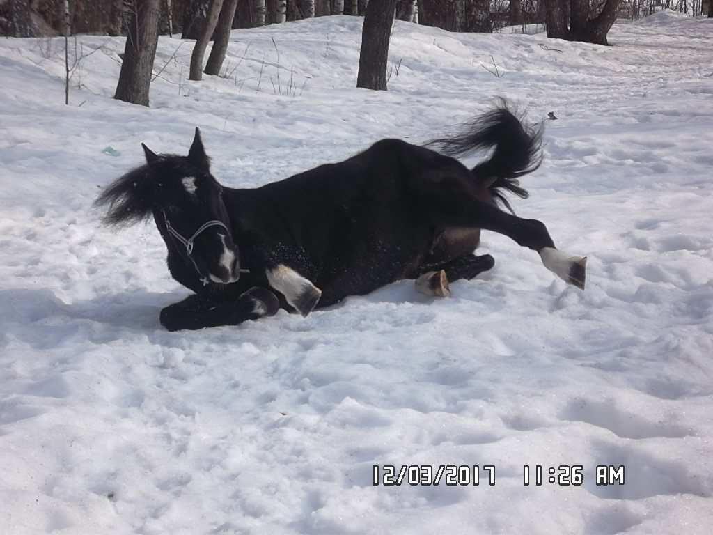 SAM_0439.JPG