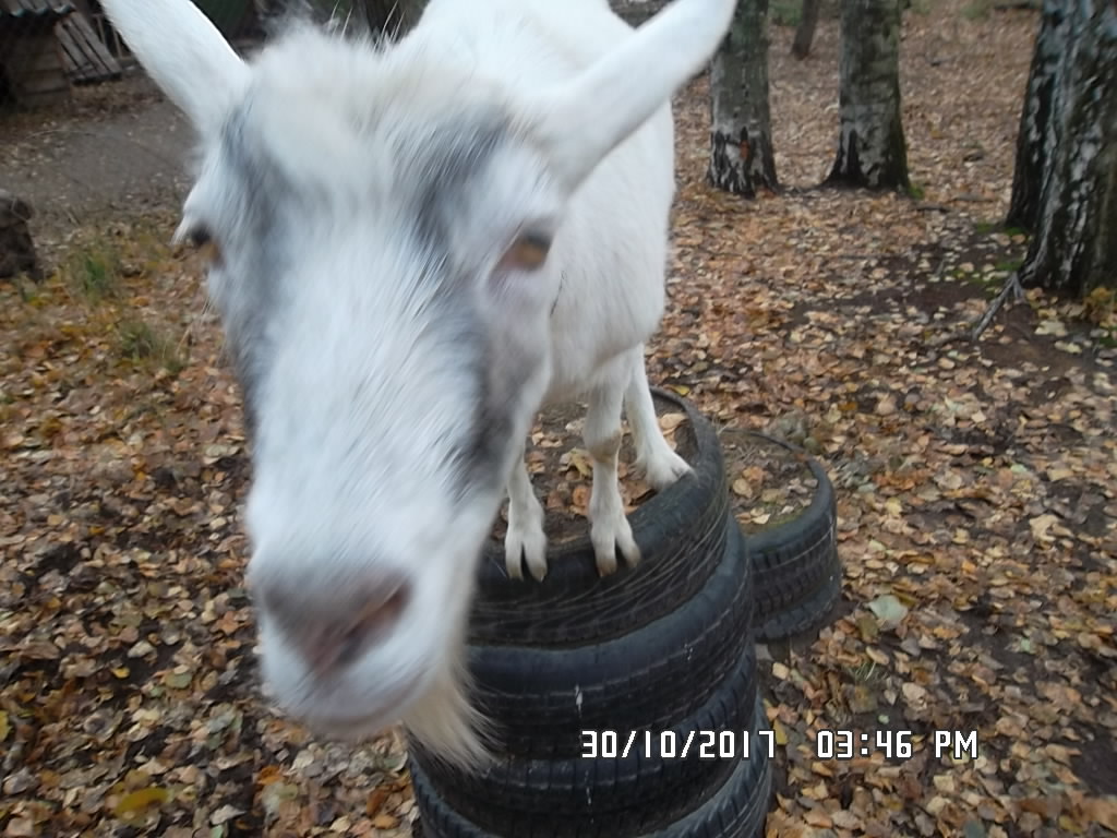 SAM_0800.JPG