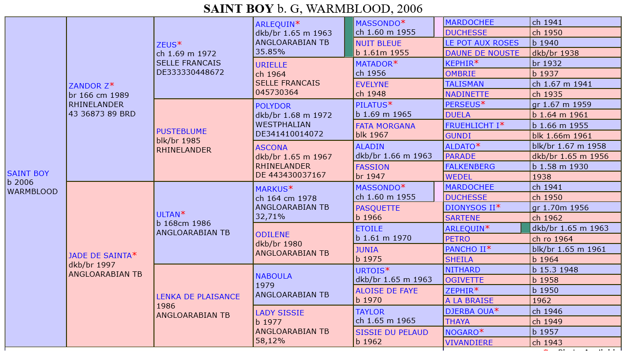 Screenshot 2021-08-18 at 13-52-03 Saint Boy Warmblood.png