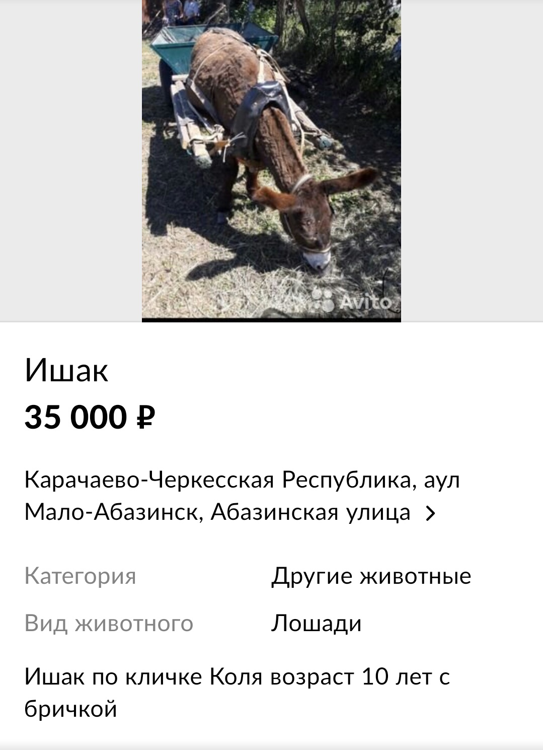 Ишак прикол