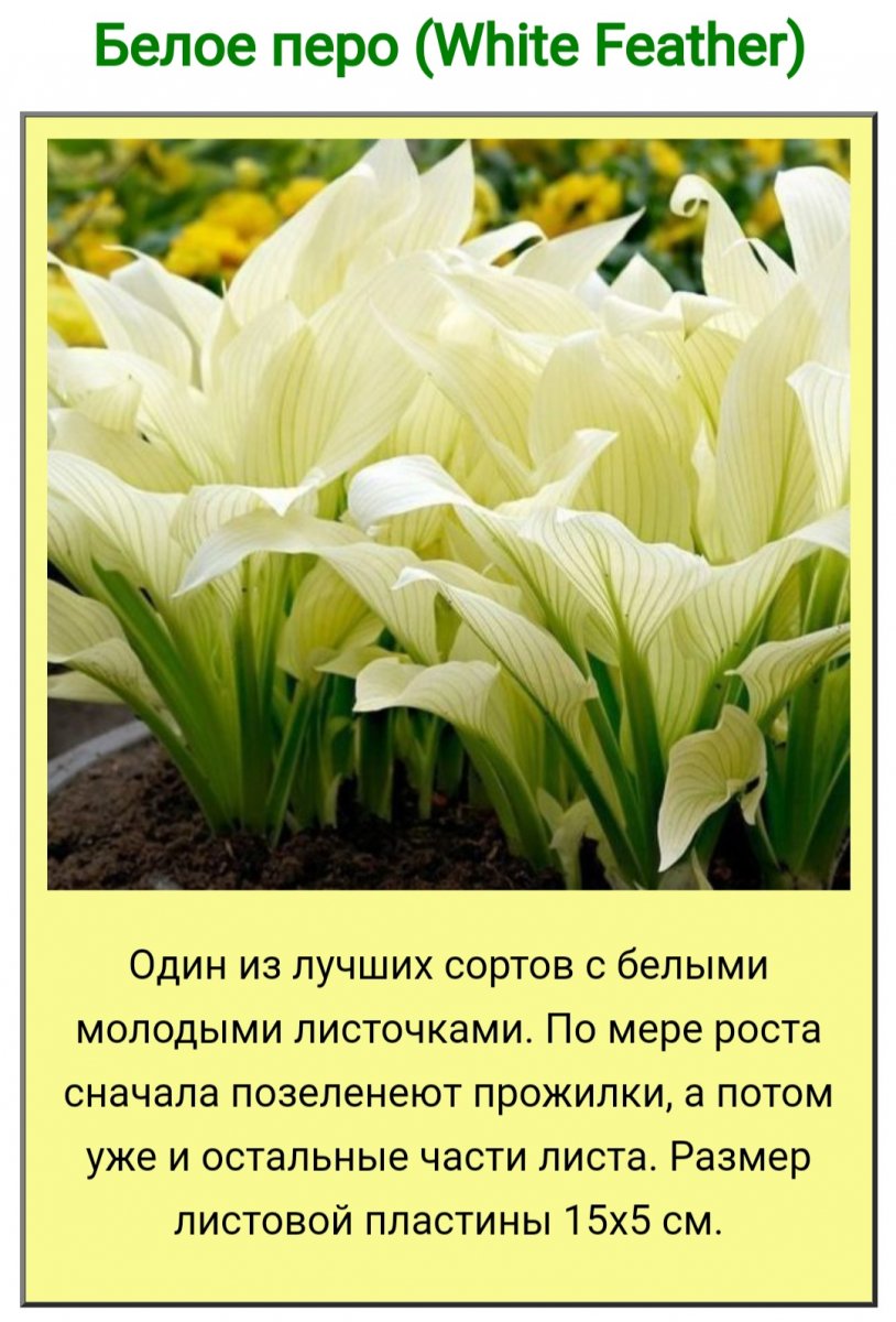 Screenshot_20220609-124215_Yandex.jpg