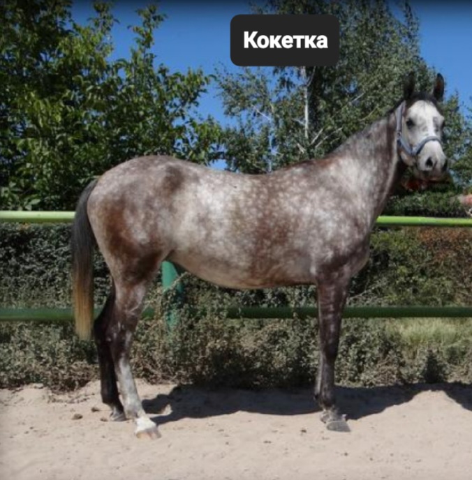 Screenshot_20241026_093500_Chrome.jpg
