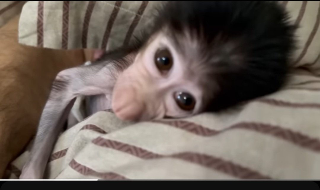 Screenshot_20250331_004128_YouTube.jpg