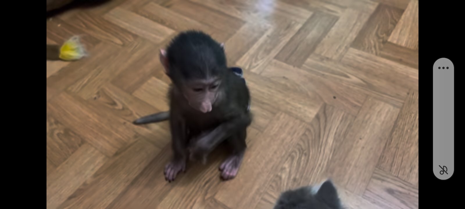 Screenshot_20250519_184015_YouTube.jpg