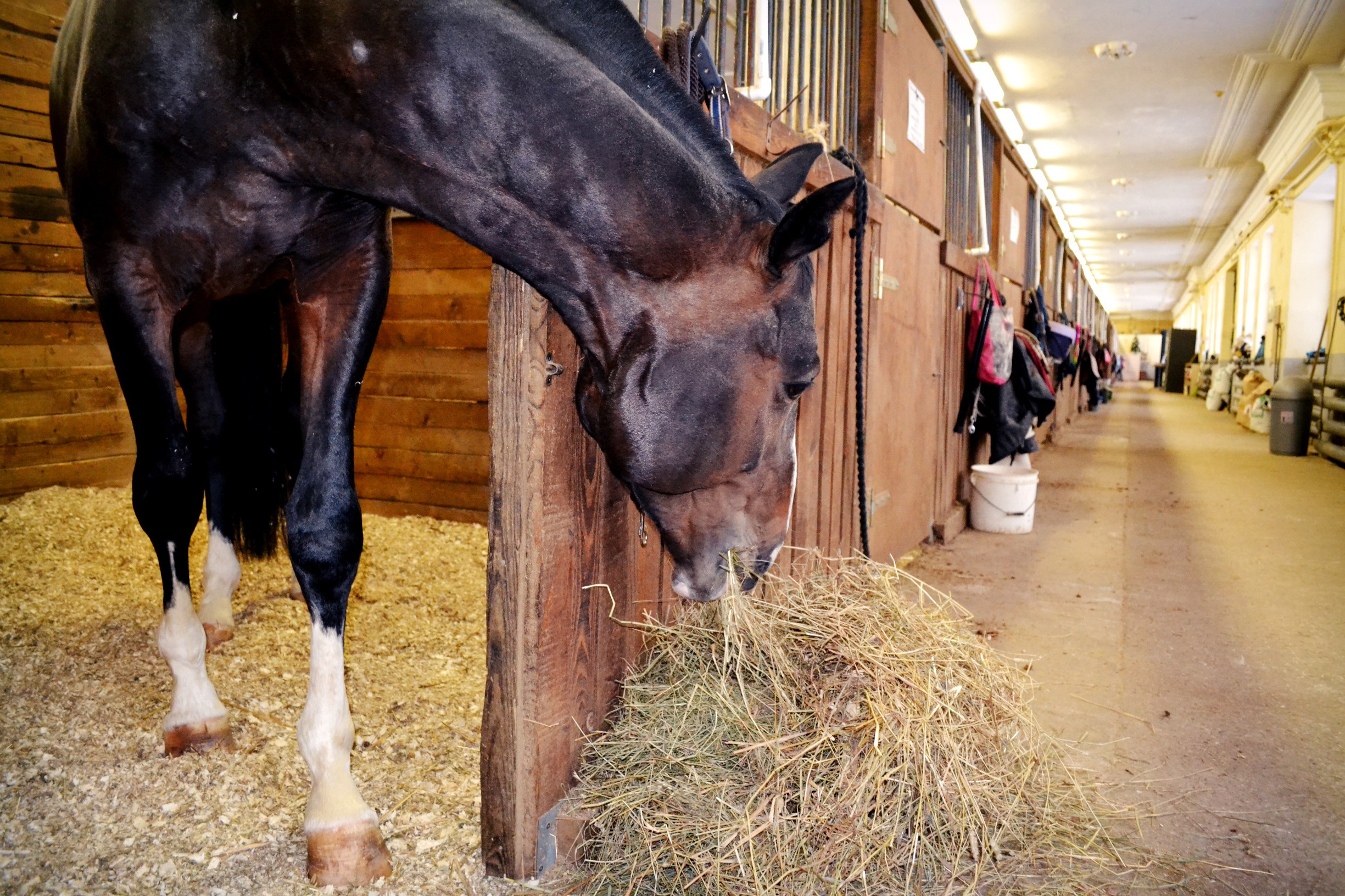 сено вволю.jpg