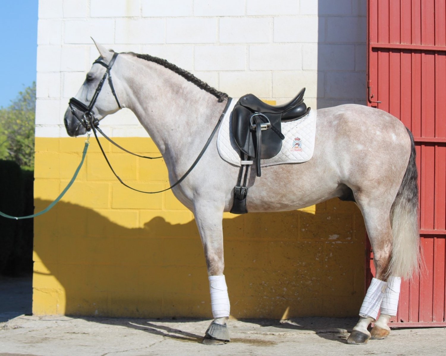 Señorito de Lara 24.09 (5).jpeg