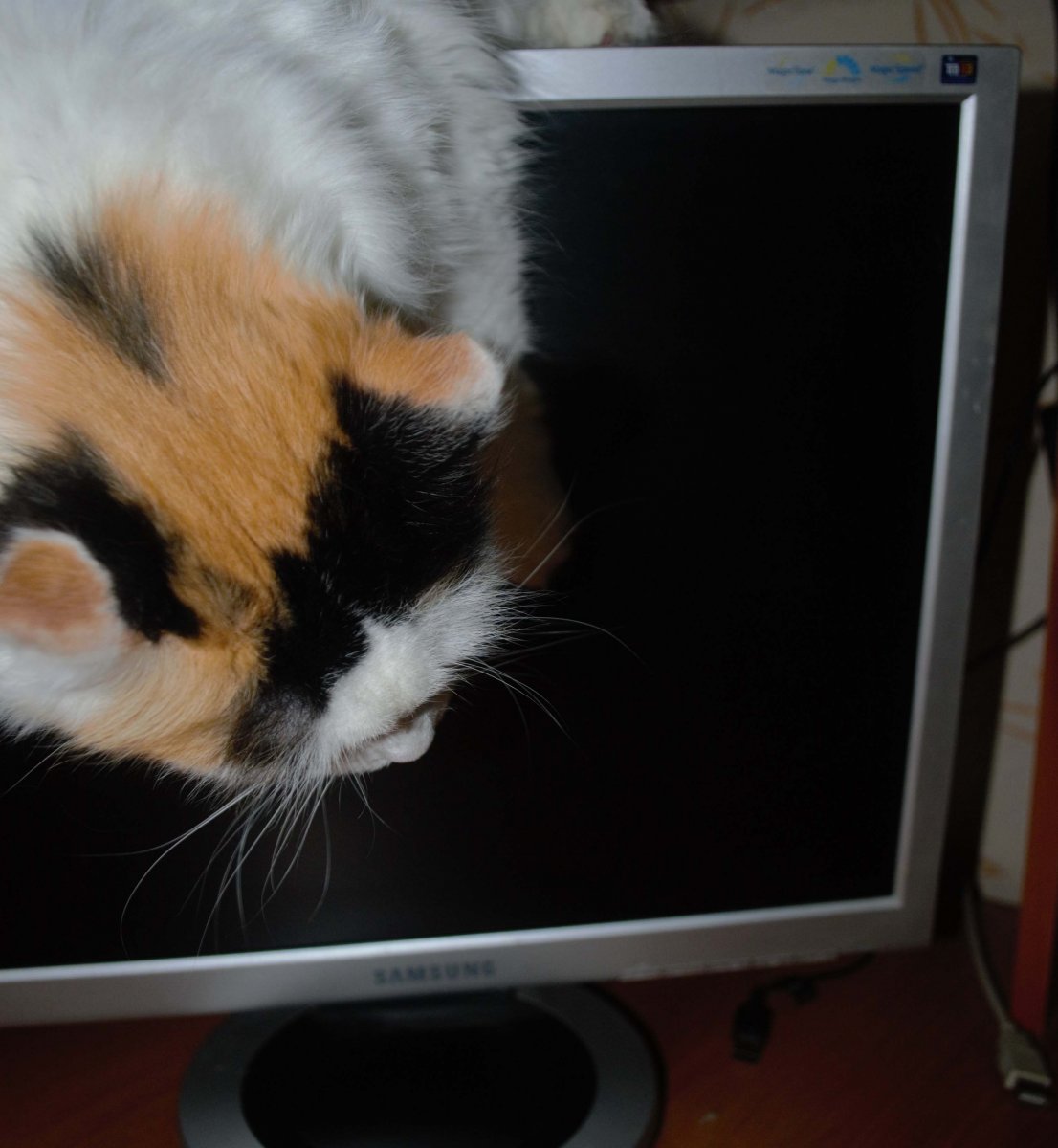 шайни включает компьютер.jpg