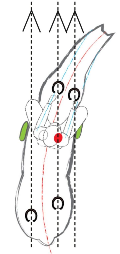 shoulder-in-484x1024.jpg