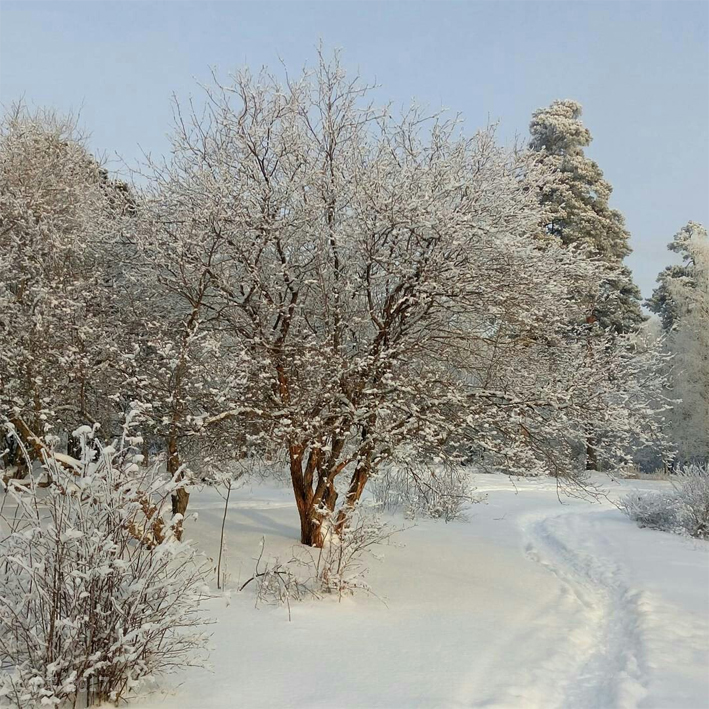 Снежная деревья 3.jpg