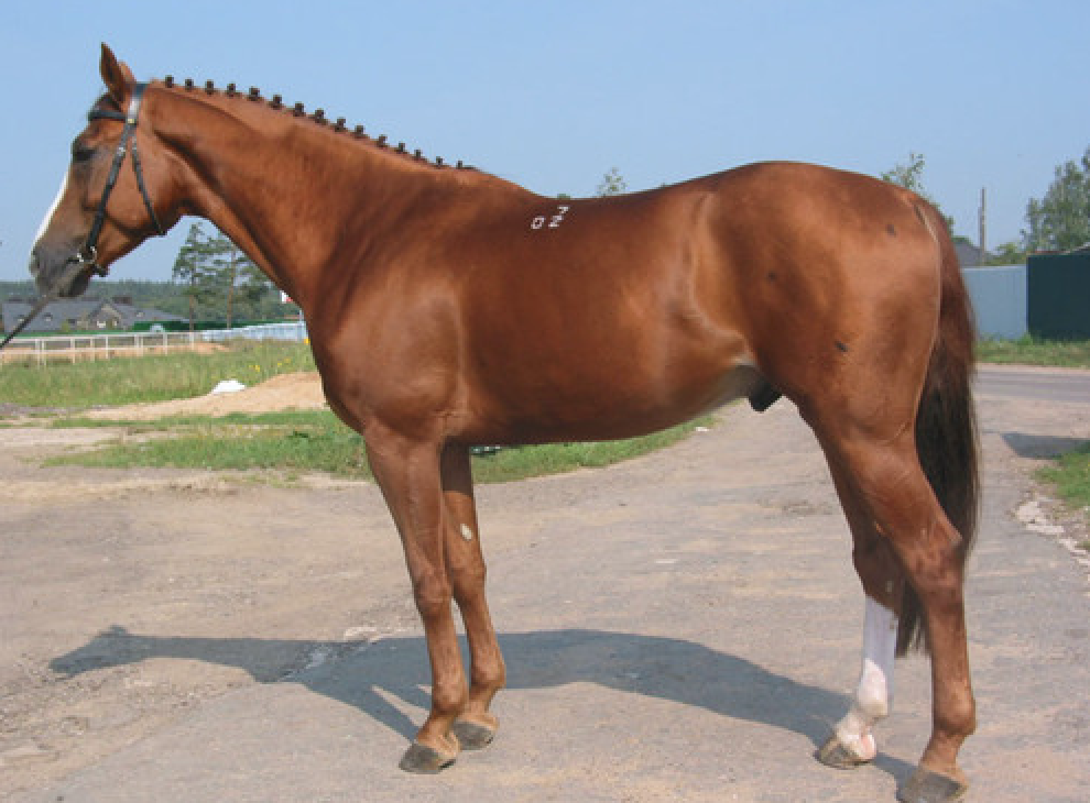 У чистокровной верховой лошади шея. Кустанайская порода лошадей. Кустанайская верховая порода лошадей-. Костанайская порода лошадей. Ольденбургская порода лошадей.