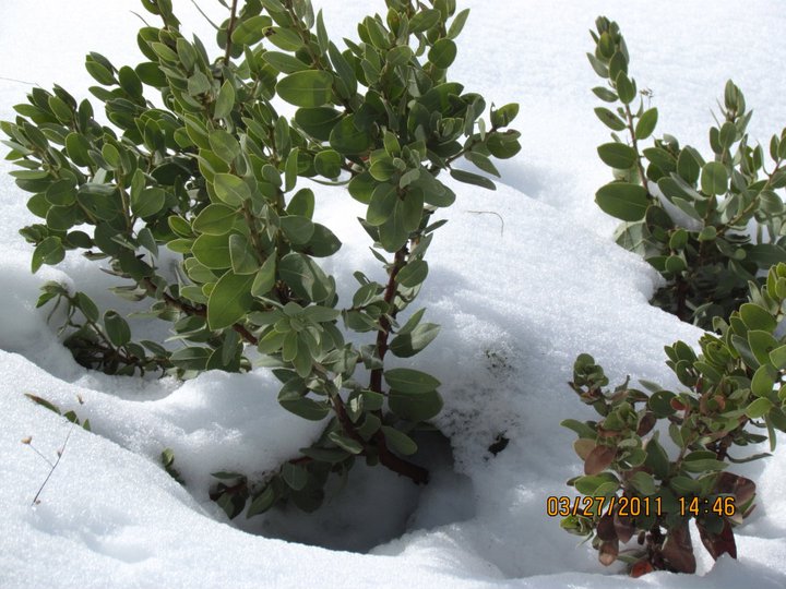 snow.jpg