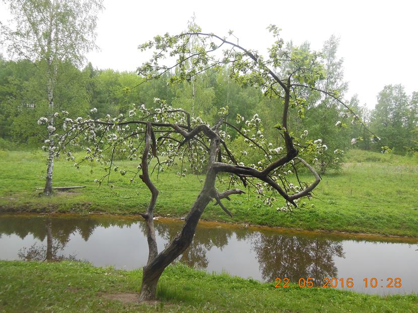 собаки 22.05.16 003_1.JPG
