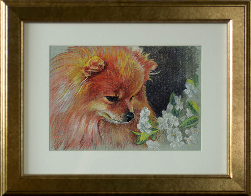 spitz_2_1.jpg