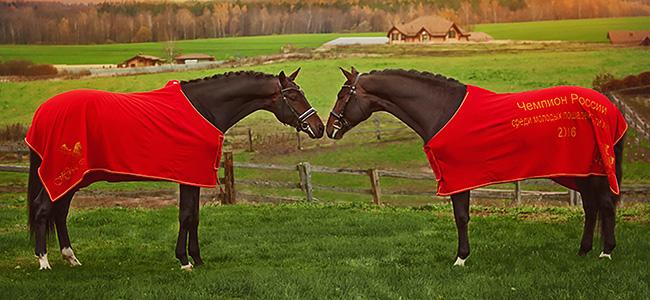 stallions-0995.jpg