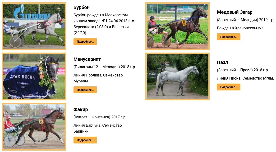 Stallions.webp