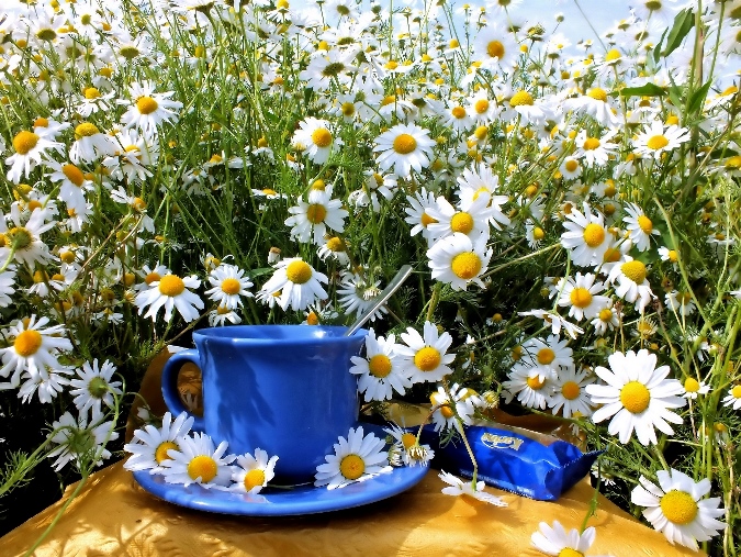Still-life_Camomiles_Many_Cup_529185_2700x2025.jpg