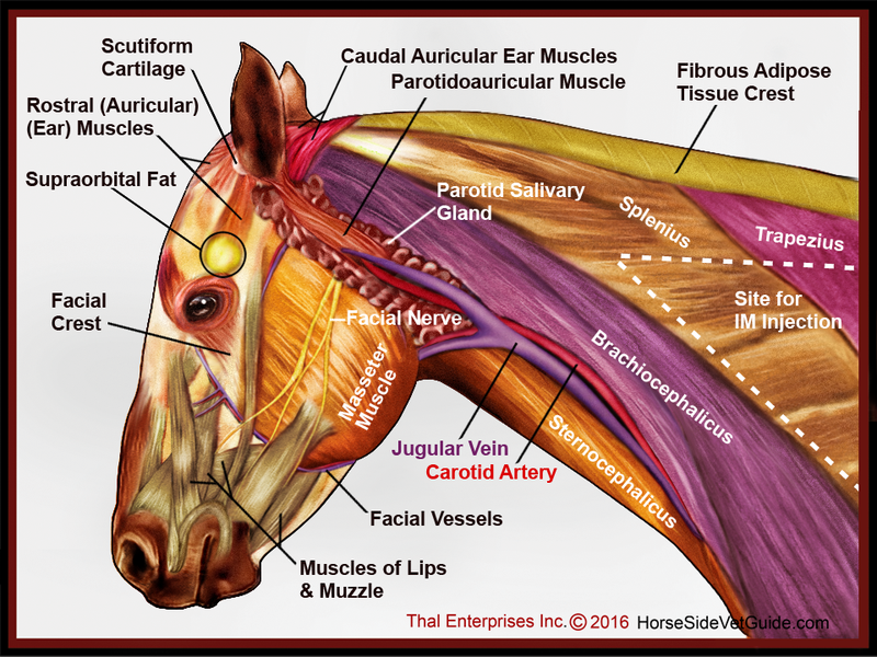 Superficial-Structures-of-Head-Neck-FINAL-.png