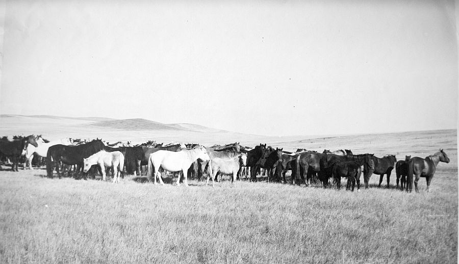 табун забайкальскихлошадей, кх им. Кирова Могойтуйского р-на.jpg
