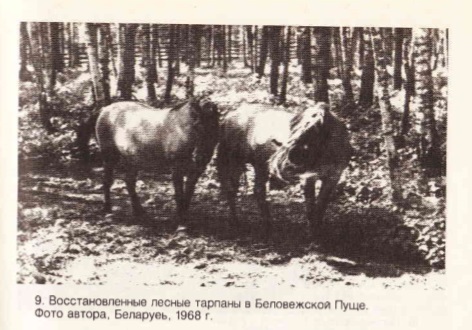 тарпан1.jpg
