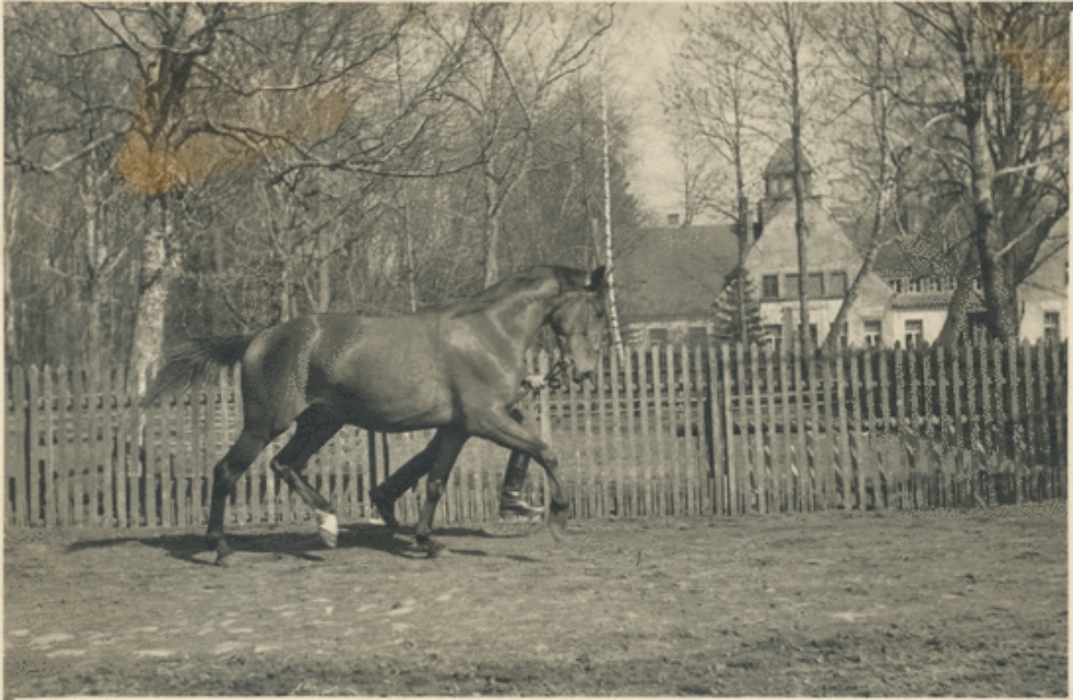 Tataren Pferd an der Leine.jpg