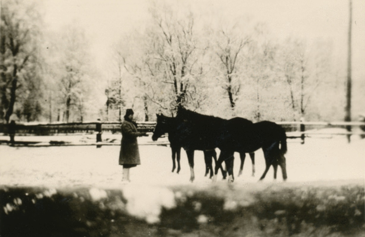 Tataren Stuten im schnee.jpg